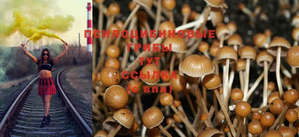 прущие грибы Алзамай